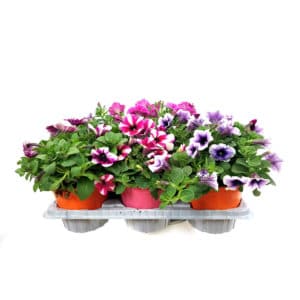 Potunia Da Talea in Pot 14cm