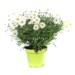 Margherita Plant in Pot 14cm