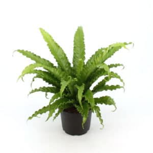 Asplenium antiquum Osaka