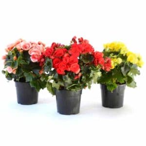 Begonia Elatior in Pot 14cm