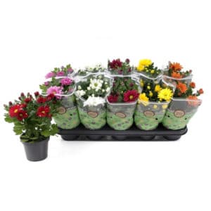 Chrysanthemum Indicum Mixed in Pot 12cm