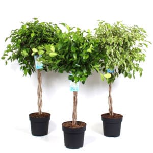 Ficus Benjamina Braided in Pot 24cm