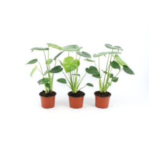 Monstera Deliciosa In Pot 12cm