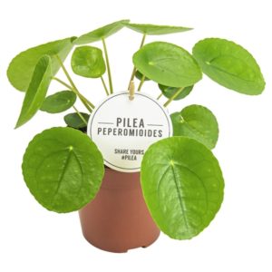 Pilea peperomioides in Pot 15cm