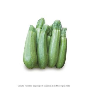 Zucchino Clarita 6 Seedlings
