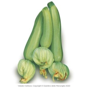 Zucchini Light Green Giovi' 6 Seedlings