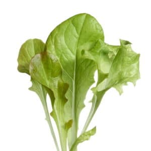 Buzzy® Microgreens, Mixed Salad