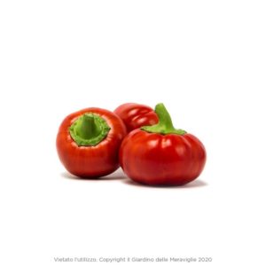 Bell Pepper / Peperone Papacella Rossa Topepo 6 Seedlings