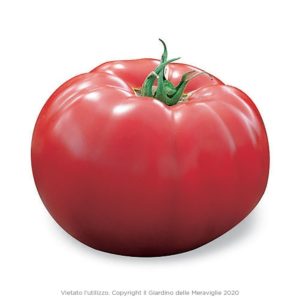 Tomato / Pomodoro Gigante Kilo 6 Seedlings