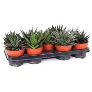 Haworthie-Gasterie Mix in Pot 13cm