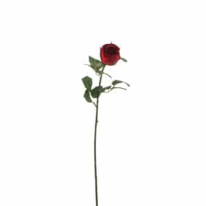Rose Red - L69cm