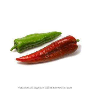 Peperoncino Corno Di Toro Rosso 12 Seedlings
