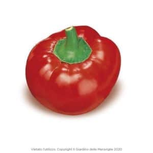 Topepo Rosso Piccante 12 Seedlings