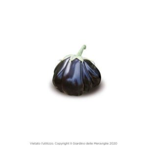 Baffa Black Beauty Eggplant 6 Seedlings