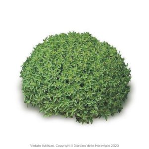 Basilico Greco a Palla Nano 12 Seedlings