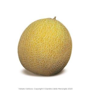 Melone Galia (Melonkiwi Galia) 6 Seedlings