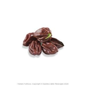 Peperoncino Piccante Habanero Chocolat Vaso 10