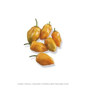 Peperoncino Piccante Habanero Arancione Vaso 10