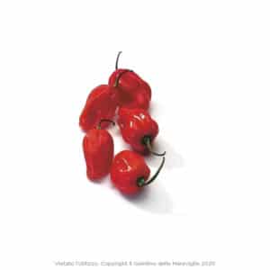 Peperoncino Piccante Habanero Rosso Vaso 10