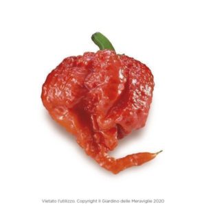 Pepperoncino Piccante Carolina Reaper in Pot10cm