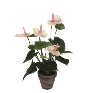 Artificial Anthurium Light Pink In Pot Stan Grey H40cm
