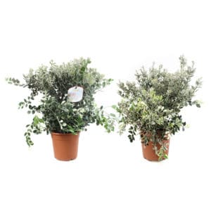 Metrosideros Aureo Cespuglio in Pot 22cm