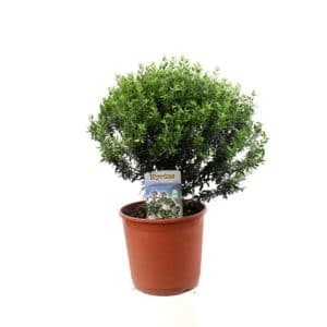 Myrtus Communis Microphylla Bush In Pot 19cm