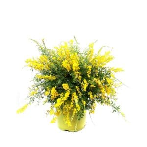 Cytisus in Pot 17cm