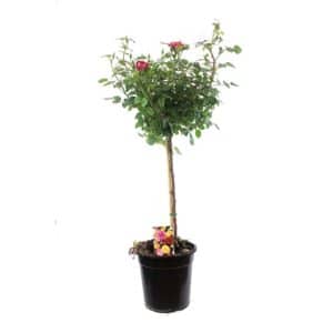 Rosa Albero in Pot 21 cm Multiflora