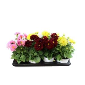 Dalia Da Talea in Pot 12cm