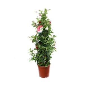Dipladenia Pyramid in pot 21cm Mix