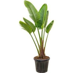 Strelitzia Augusta (Bird of Paradise) in Pot 28cm