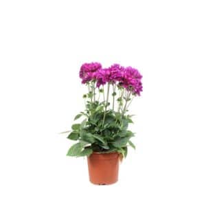 Dahlia Maxi in Pot 17cm