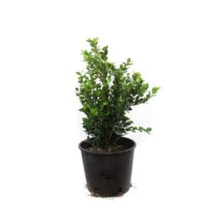 Buxus Sempervirens in Pot 18cm