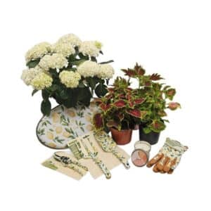 Lemon Crush Gift Pack