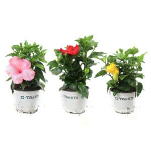 Hibiscus In Pot 14cm