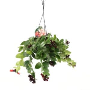 Aeschynanthus Mona Lisa in Basket 20cm