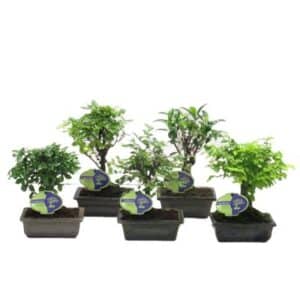 Bonsai Mixed In Pot 15cm