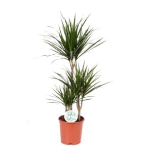 Dracaena Marginata H60/30/15cm in Pot 21cm
