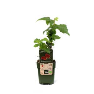 Rubus 'Tayberry' in Pot 15cm