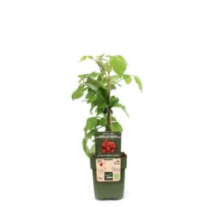 Rubus idaeus 'Twotimer Sugana Red' in Pot 13cm