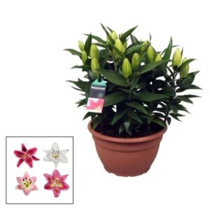 Lilium Orientale In Pot 25cm