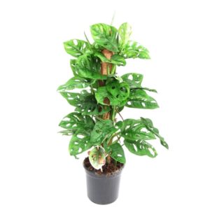Monstera Obliqua in Pot 24cm H120cm