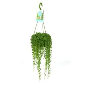Senecio Rowleyanus in Basket 14cm