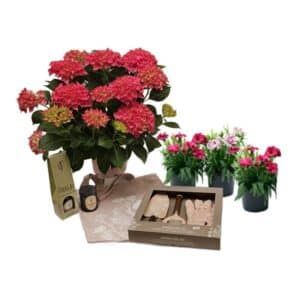 Pink Dream Gift Pack