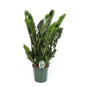 Zamioculcas Zamiifolia in Pot 21 cm