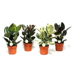 Ficus Elastica in Pot 21cm