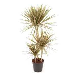 Dracaena Bicolour H60-30-15cm