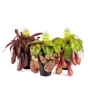Nepenthes In Pot 12cm