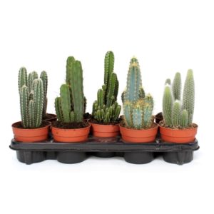 Cactus Zuilen in Pot 12cm
